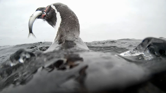 Estudio: Pingüinos de Humboldt se alimentan más allá de 70 kilómetros de la Reserva Nacional