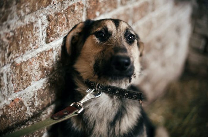 El maltrato a mascotas como pista para detectar casos de violencia familiar