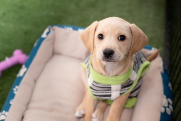 Feria de mascotas presenta campaña de adopción responsable: conoce las conmovedoras historias