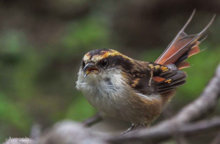 Once mil hectáreas de Chile serán incluidas en plan de protección de aves