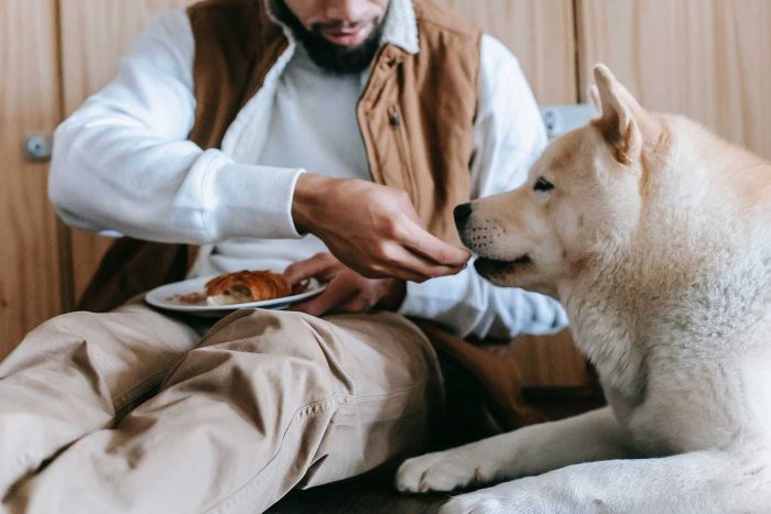 ¿Cómo podemos alimentar bien a nuestras mascotas? Expertas entregan recomendaciones