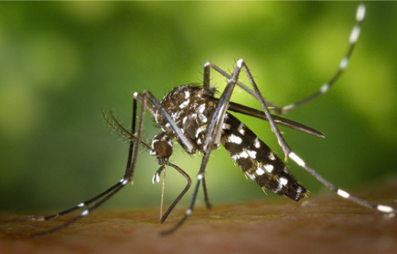 Minsal anuncia Alerta sanitaria por mosquitos transmisores de enfermedades en 7 regiones del país