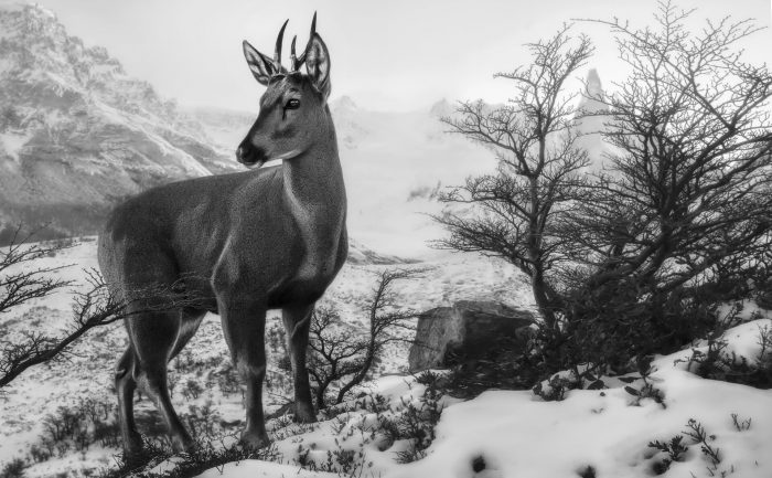 Imagen de huemul gana Concurso de Fotografía de la Patagonia 2023