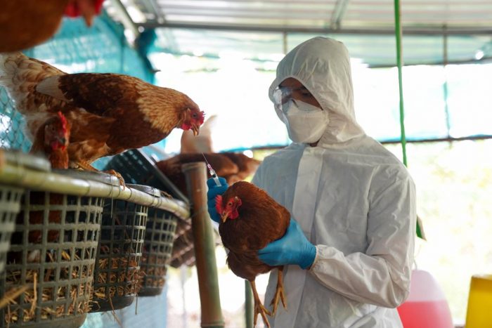 Gripe aviar: ¿Qué es y cuáles son sus síntomas?