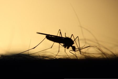 El cambio climático alienta al dengue: alerta en Chile central por mosquitos que lo transmiten