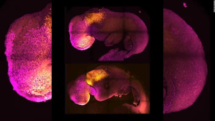 Embriones humanos sintéticos: el debate mundial que recién comienza