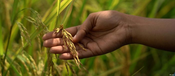 Ingeniería genética: ¿producción sostenible de alimentos?