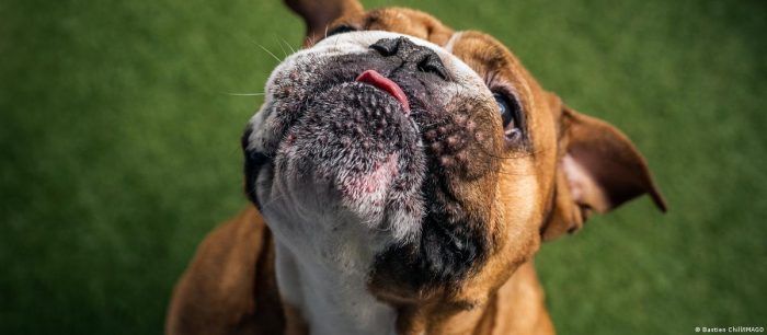 Los perros muerden más en días calurosos y contaminados