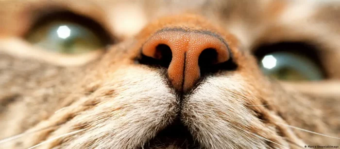 La nariz de los gatos esconde un complejo funcionamiento