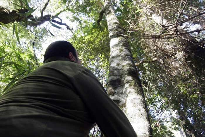 La apuesta forestal chilena frente al cambio climático