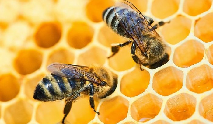 El panal de abejas como inspiración para las Startups