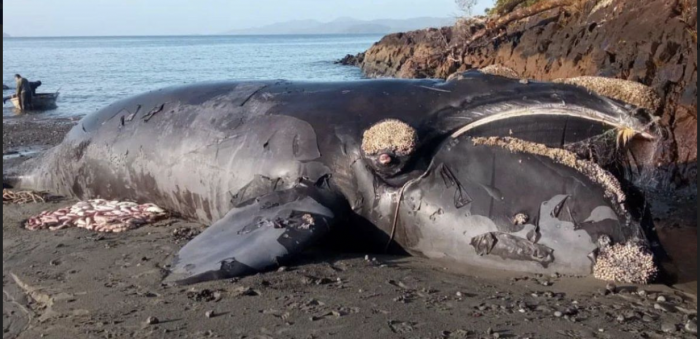 ONG ambientales exigen medidas de conservación por muerte de ballena