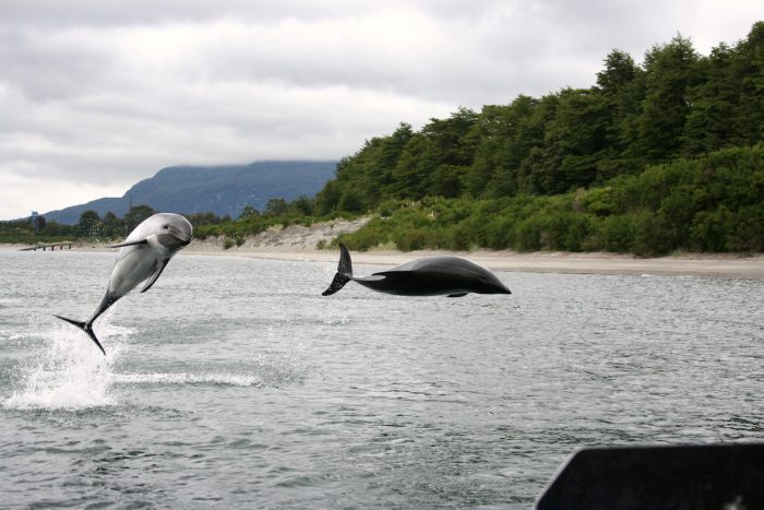 Estudio revela que delfines están expuestos a graves riesgos en Áreas Protegidas de la Patagonia