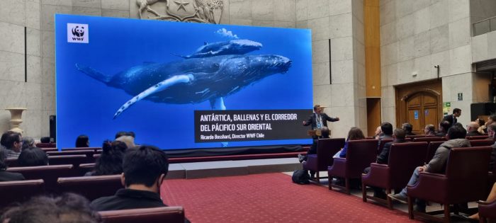 WWF llama a proteger rutas migratorias de ballenas y valora Programa Oceánico Nacional