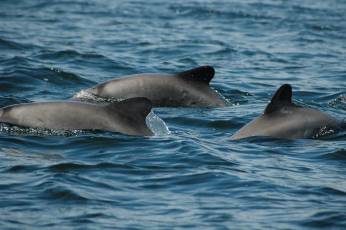 Estudio: delfines están expuestos a riesgos en áreas protegidas de la Patagonia