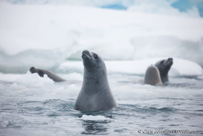 Todo por el krill: China y Rusia hacen fracasar cumbre en Chile sobre parque marino en la Antártica