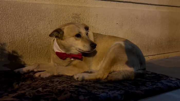Lado B de la Cuenta Pública 2023: con corbatines vistieron a perros callejeros