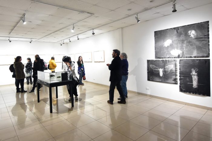Exposición “Insecta: relatos con lupa”