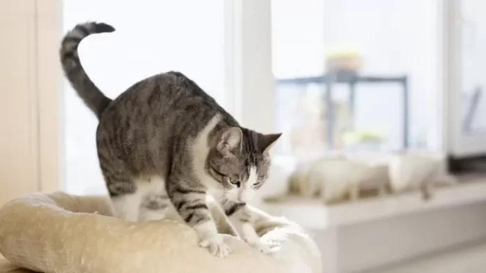 Por qué los gatos “amasan”: el origen del masaje que hacen sobre sus dueños o algunas superficies