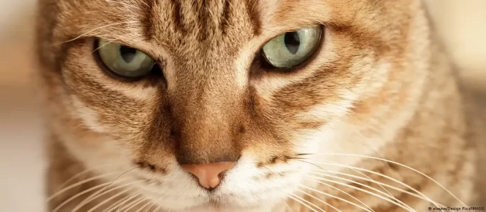 Científicos crean test para saber si su gato es un psicópata
