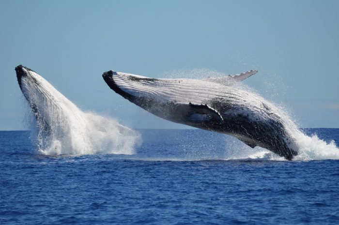 Ballenas y delfines: el incierto futuro de otras víctimas del cambio climático