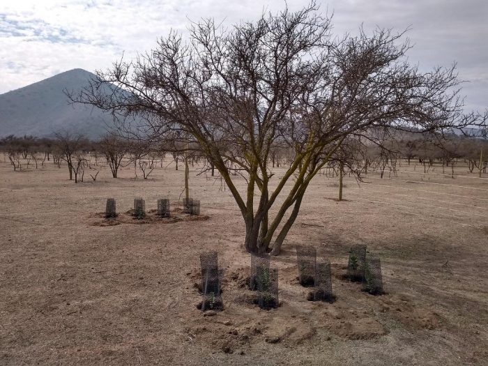 Investigación utiliza al espino como árbol nodriza para la restauración del bosque esclerófilo