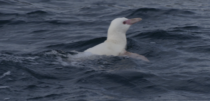 Encuentran ejemplar de pingüino de Humboldt albino en la Península de Hualpén