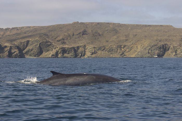 Monitorean viaje de ballena frente a costa de Caldera, La Serena, Coquimbo, Valparaíso y Concepción