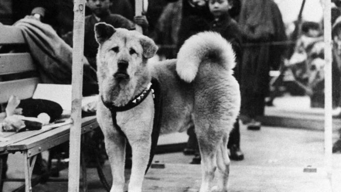 La emotiva historia de Hachiko, el “perro más fiel del mundo” del que se conmemora el centenario