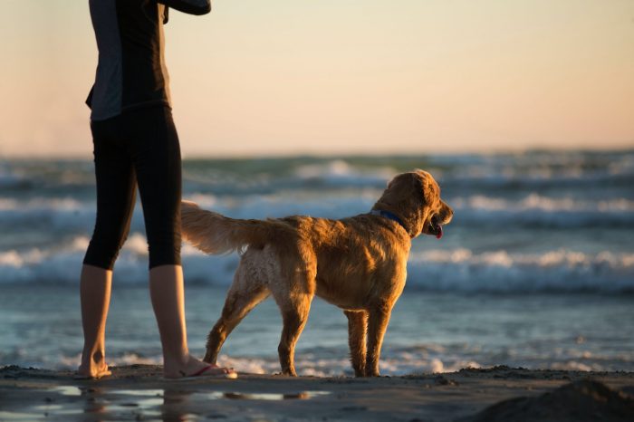¿Primer viaje con tu mascota?: recomendaciones para tener una verdadera experiencia “pet friendly”