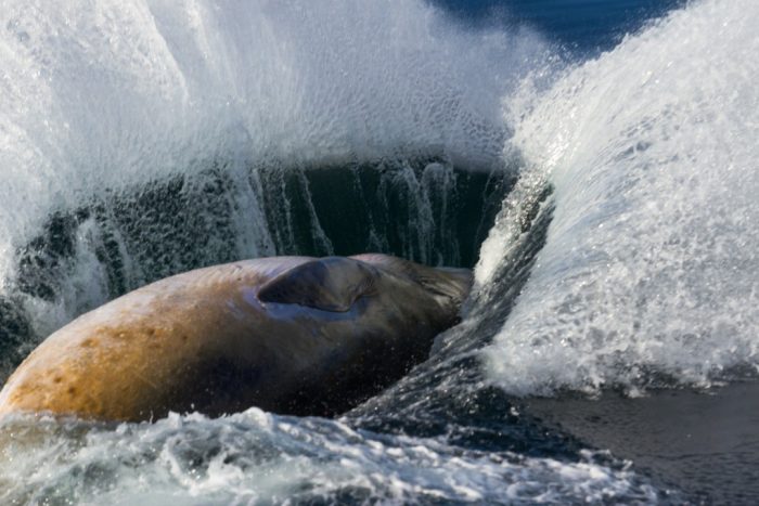 Ballena minke antártica: la última melodía en ser descifrada