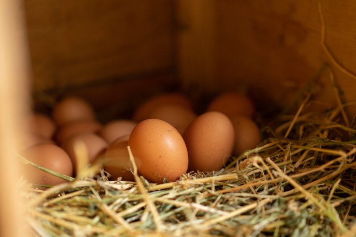 Huevos de gallinas felices: certificación chilena permitirá asegurar la trazabilidad del alimento