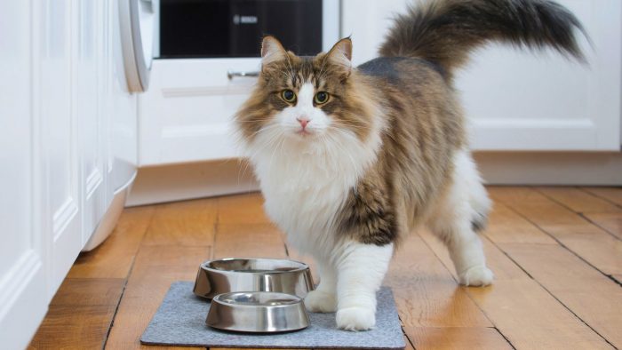 Obesidad felina: ¿Cómo detectarla y evitar sus consecuencias?