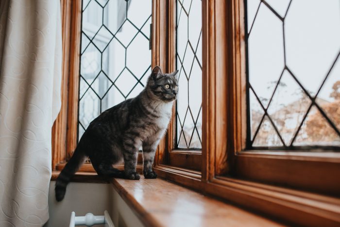 Veterinarios recomiendan que gatos domésticos se mantengan indoor