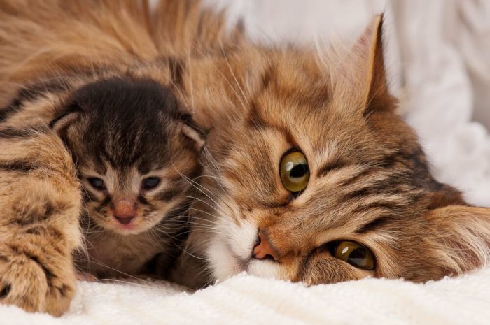 Comenzó el mes de los gatos: recomendaciones para resguardar su salud y bienestar