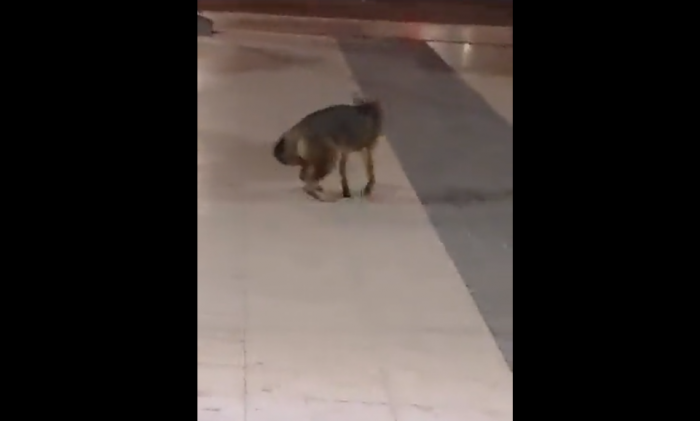 Captan a zorro perdido en las cercanías a mall Plaza Egaña en La Reina