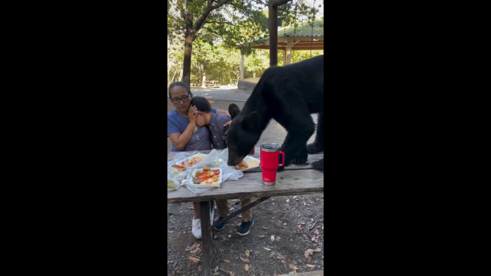 Inesperado camping: oso asusta a familia al comerse su comida frente a ellos