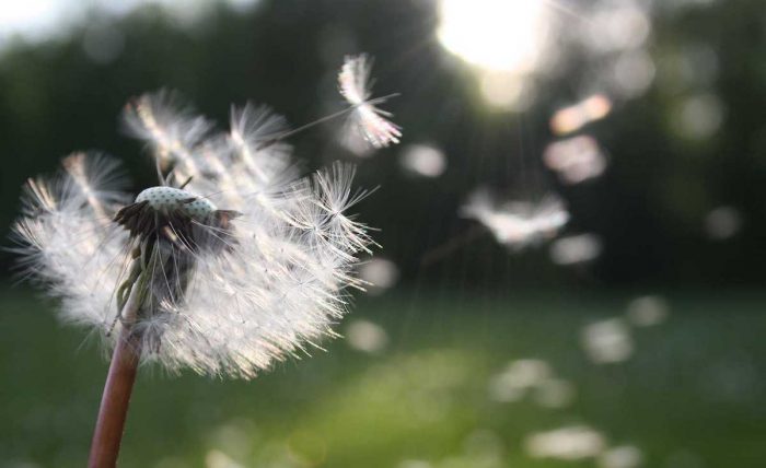 Alergias en primavera: Especialistas entregan consejos para afrontar la temporada de polen