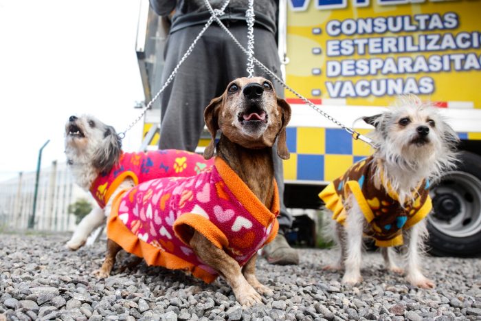 Comisión de Derechos rechazó iniciativa “Chile por los animales”: la más votada por la ciudadanía