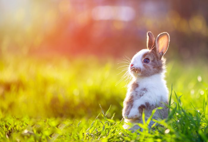 Respeto y Cuidado: homenajeando a los Conejos en su Día Mundial