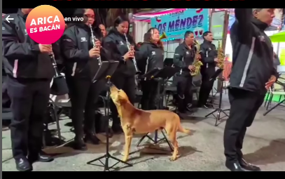 Perro entonó el himno nacional junto a orquesta en Arica