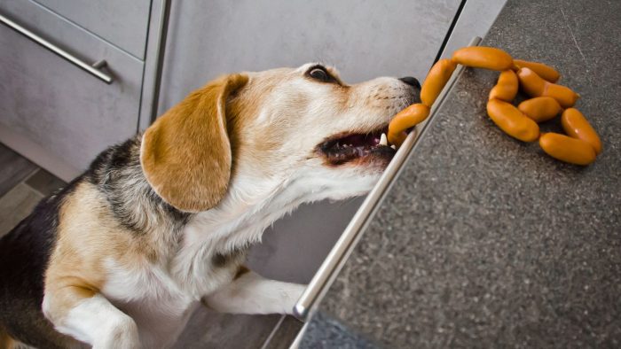 Guía completa de cómo cuidar a tu mascota en Fiestas Patrias y evitar alimentos tóxicos