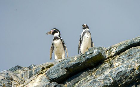 Humboldt, el emblemático pingüino de climas templados que Chile busca proteger contrareloj