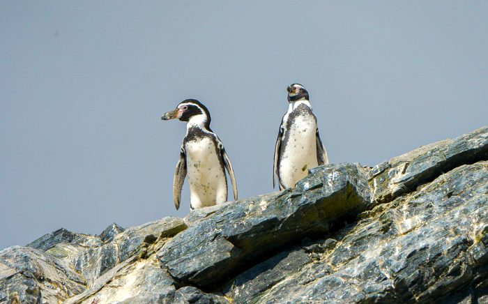 Consejo de Ministros para la Sustentabilidad aprueba plan para proteger al pingüino de Humboldt