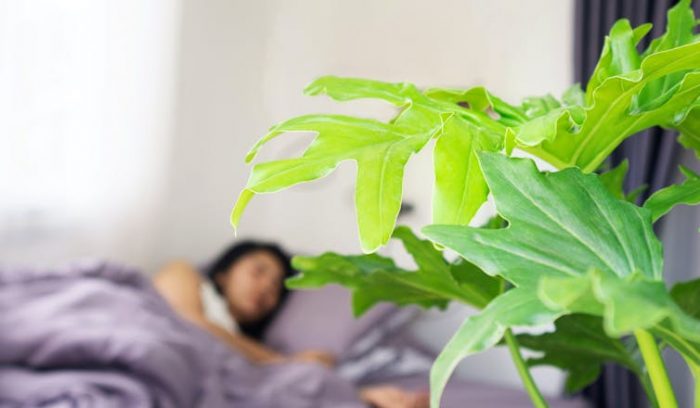 ¿Es peligroso dormir con plantas? Esto es lo que dice la ciencia