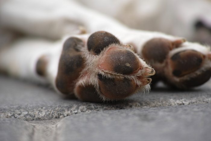 El fallido proyecto de ley que permitía la caza de perros asilvestrados