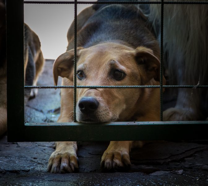 PDI detuvo a mujer por maltrato animal en la RM: tenía dos perros en desnutrición