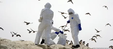 La dramática propagación de gripe aviar en el mundo