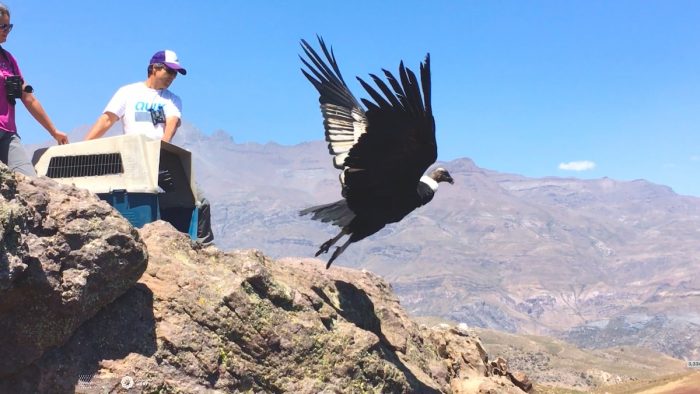 Cóndores en Chile: vuelan sobre los 4.500 mts, viajan más de 600 km y comen en rellenos sanitarios