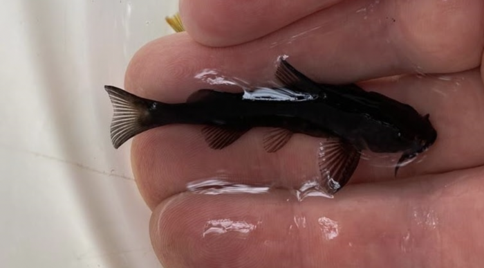 Científico descubre por casualidad una nueva especie de pez en Osorno